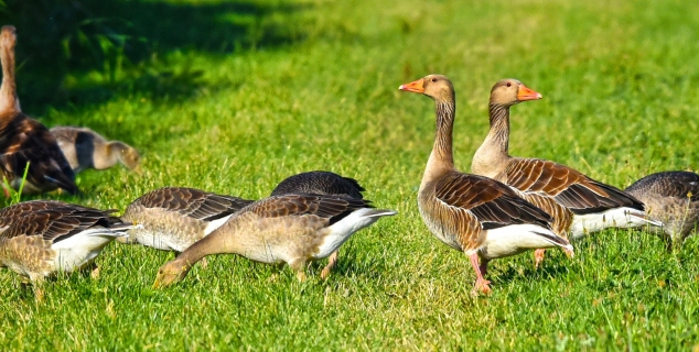 foto av flere gjess som står på gresset