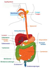 fordøyelsessystemet