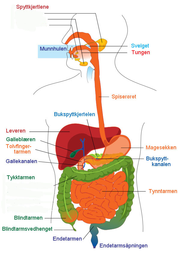 fordøyelsessystemet