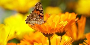butterfly and Flowers