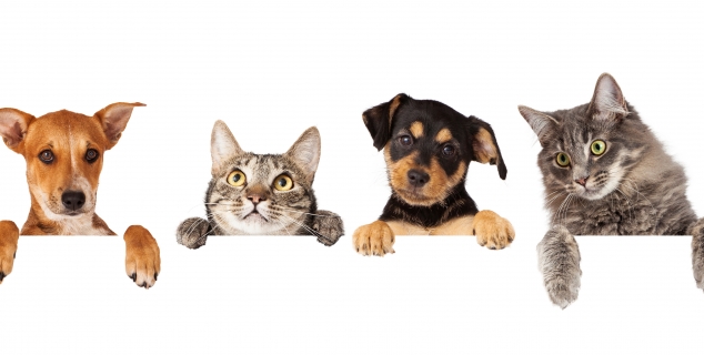 foto av hunder og katter