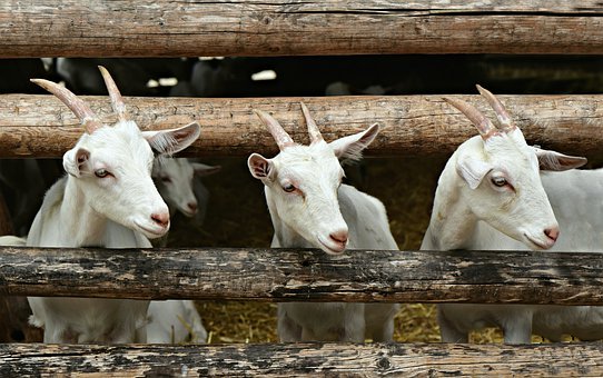 goat 4884605 340pixabay.28.08.2020jpg