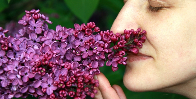 Foto av en som lukter på syrin