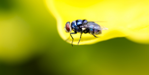 foto av en flue