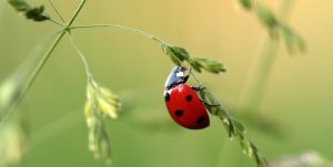 ladybug