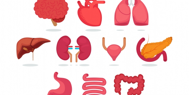 Illustrasjon i farger. Ulike organer i kroppen
