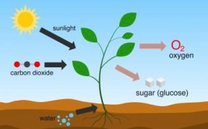 illustrasjon av fotosyntese