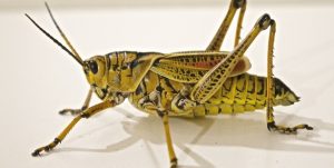 Foto av en gresshoppe