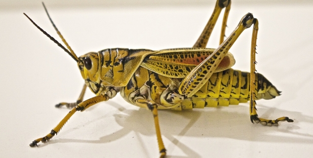 Foto av en gresshoppe