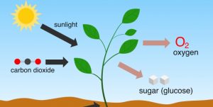 Illustrasjon i farger. En plante er på midten av bildet. I bakgrunnen er det blå himmel og sol. Under planten er det jord.
