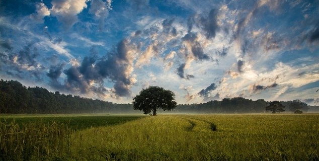 Bilde av et tre som står midt på et jorde, skyer på den blå himmelen