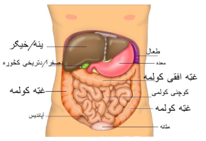 Bilde av indre organer. Bilde hentet fra :commons.wikimedia.org
