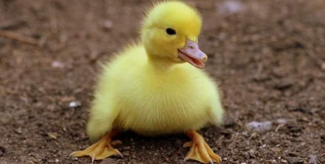 Bilde av en liten gul kylling