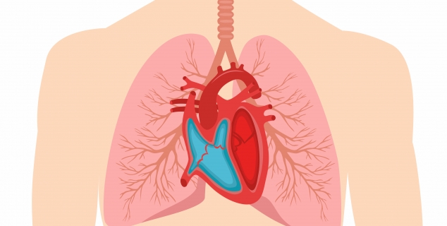 Illustrasjon i farger. Hjerter og lunger i kroppen.