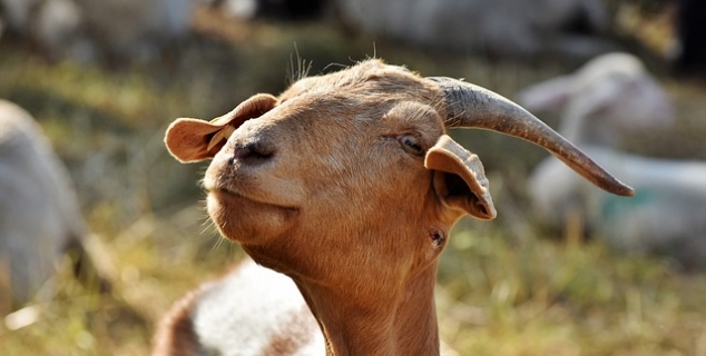 Bilde av en sta geit