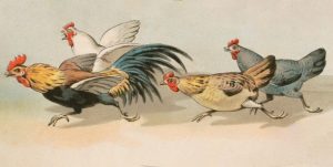 Tegning av høner og haner