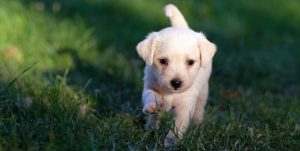 hvit hundevalp i gresset