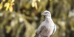 Foto av en due i et tre