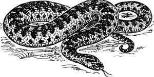 illustrasjon av en slange