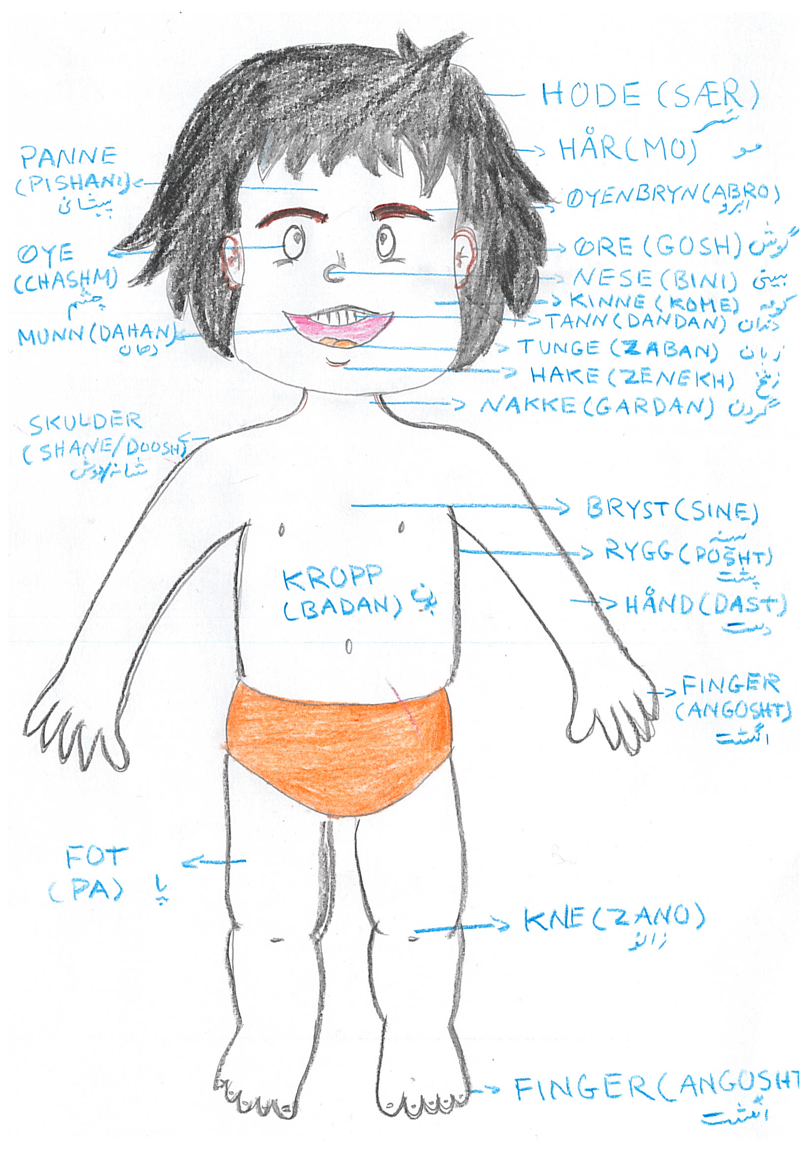 Tegning av et barn med navn på kroppsdeler skrevet på dari 