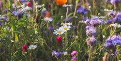 Bilde av blomsterplanter i naturen. Artikkelbilde shutterstock
