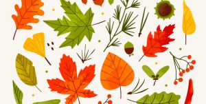 illustrasjon av ulike blader i høstfarger
