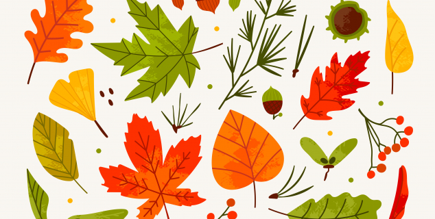 illustrasjon av ulike blader i høstfarger