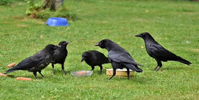 Foto av mange kråker på ei gressslette