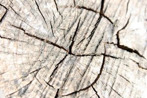 Bilde i farger. Tresnitt.