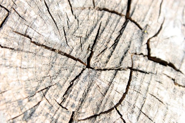 Bilde i farger. Tresnitt.