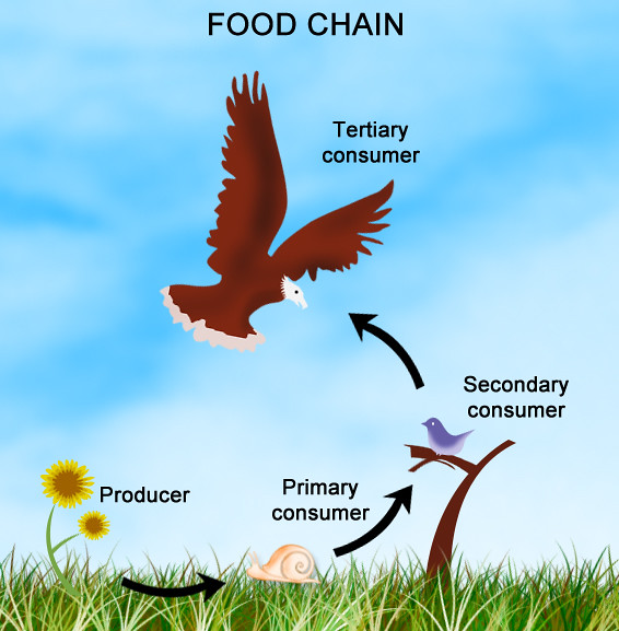 Food chain