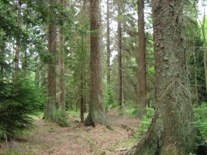 Picea sitchensis forest