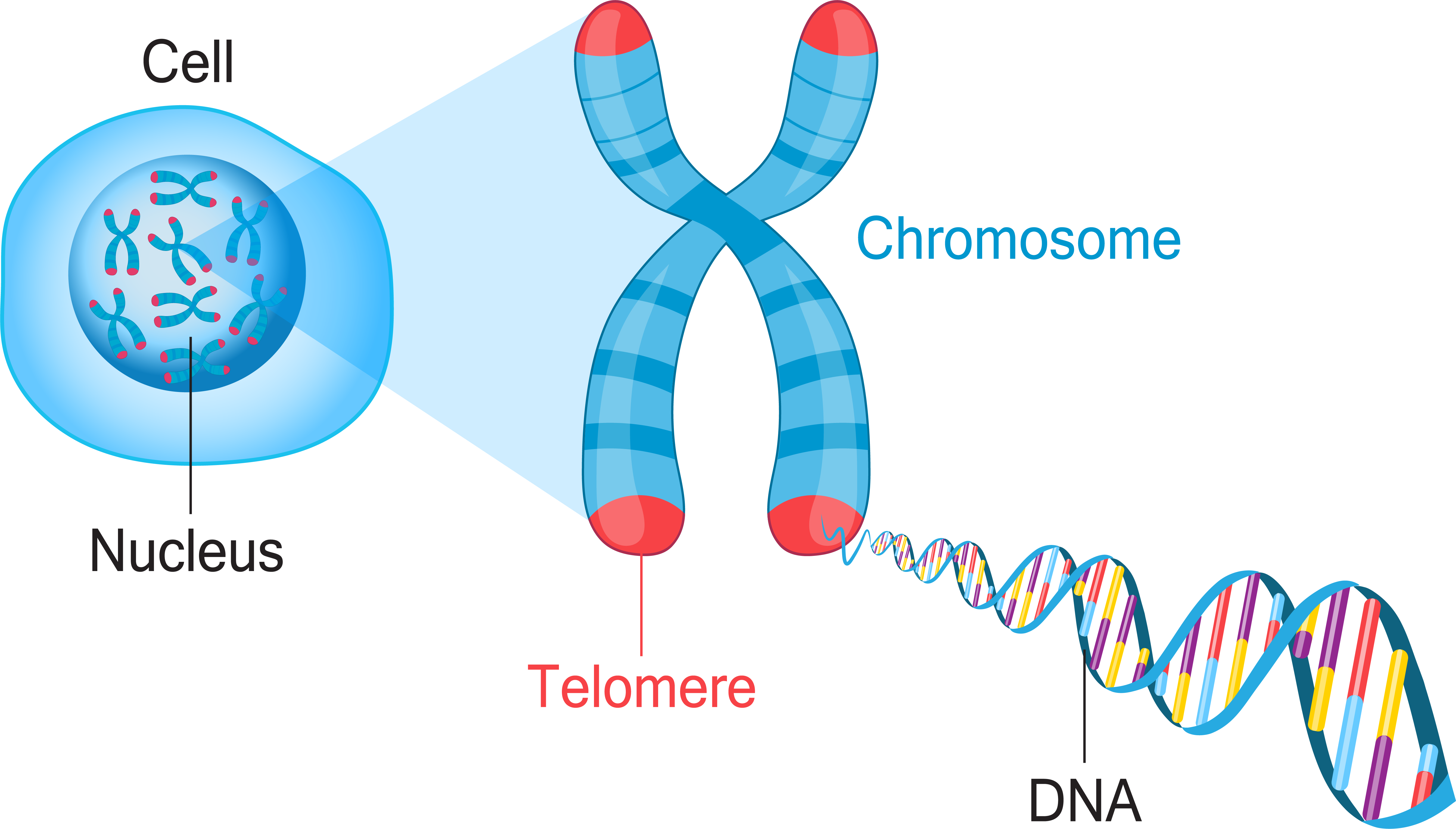 Telomere Chromosone fancytapis