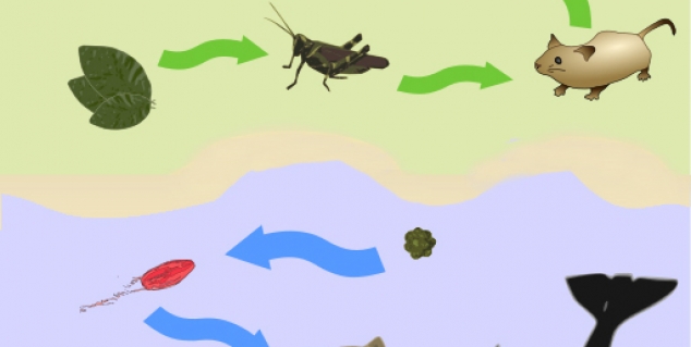 Bilde av næringskjeder og næringsnett