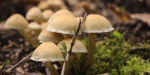 Bilde av sjampinjong sopp i naturen.