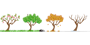 Tegning som viser et tre i alle årstidene