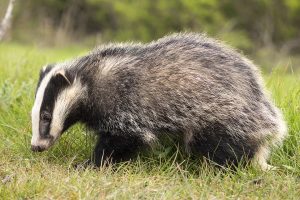 badger 2030980 960 720