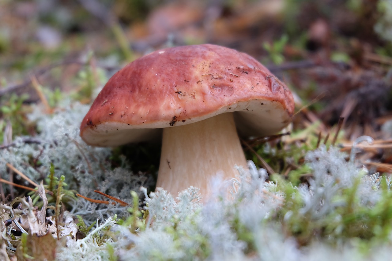 mushrooms 4944418 1280