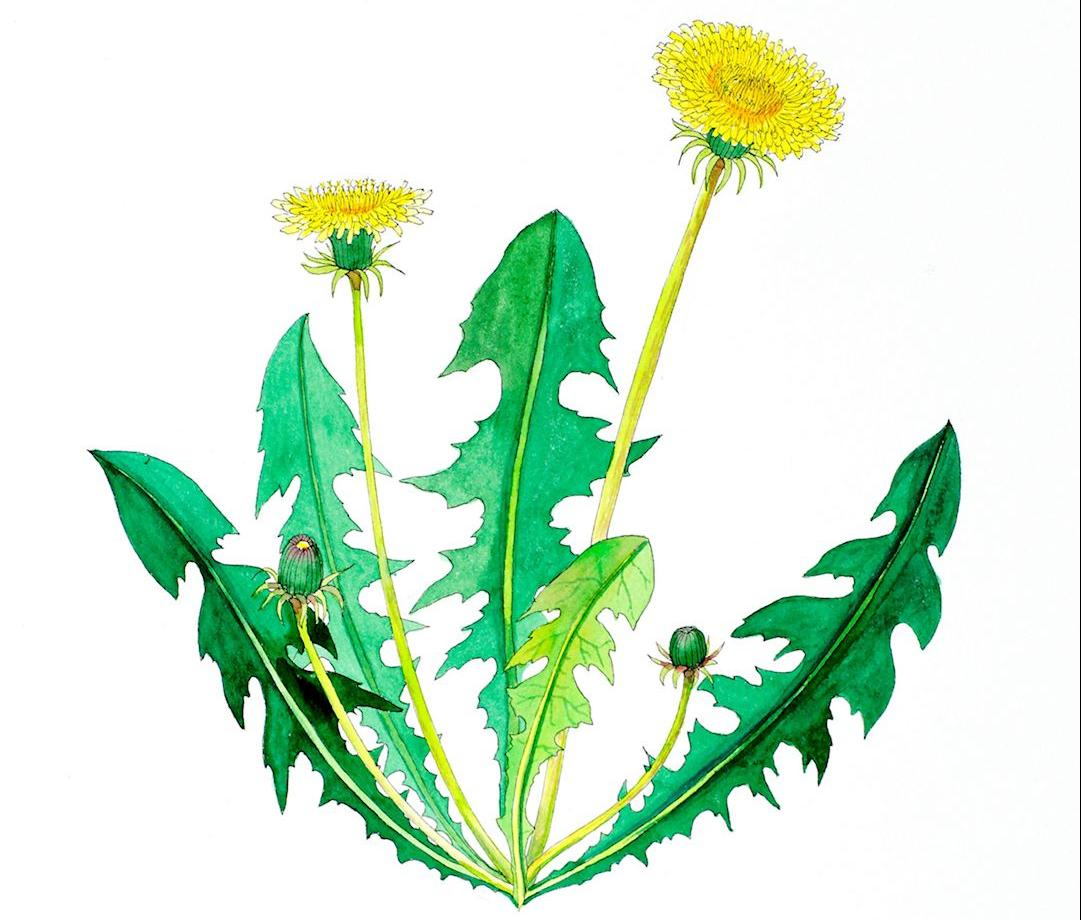 Tegning av l&oslash;vetann