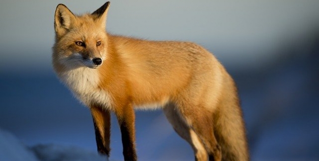 Fotografi i farger. En rev står i snøen.