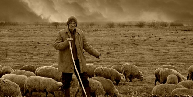 Bilde av hyrde med sauer.